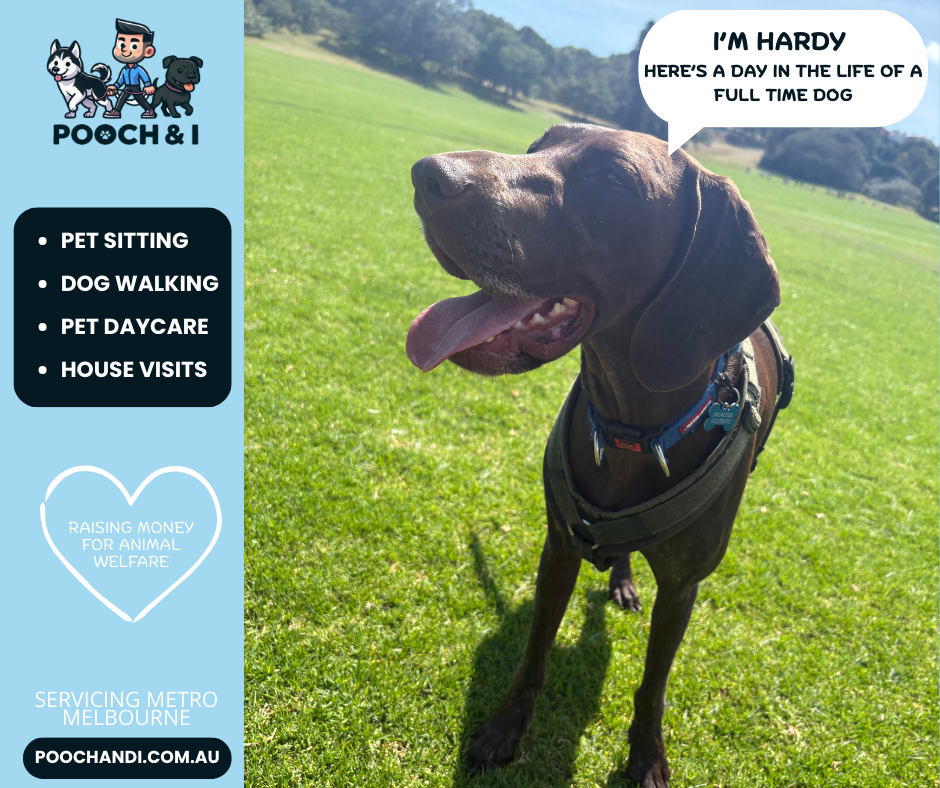 Pooch & I — photo 14