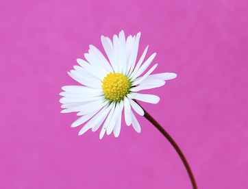 Fresh as a Daisy Home Services