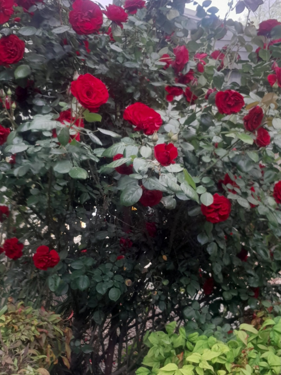 Green Mills Gardening — photo 7